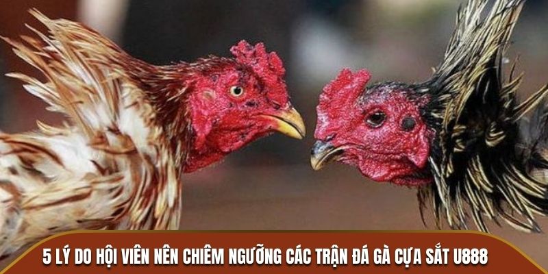 5 lý do hội viên nên chiêm ngưỡng các trận đá gà cựa sắt U888