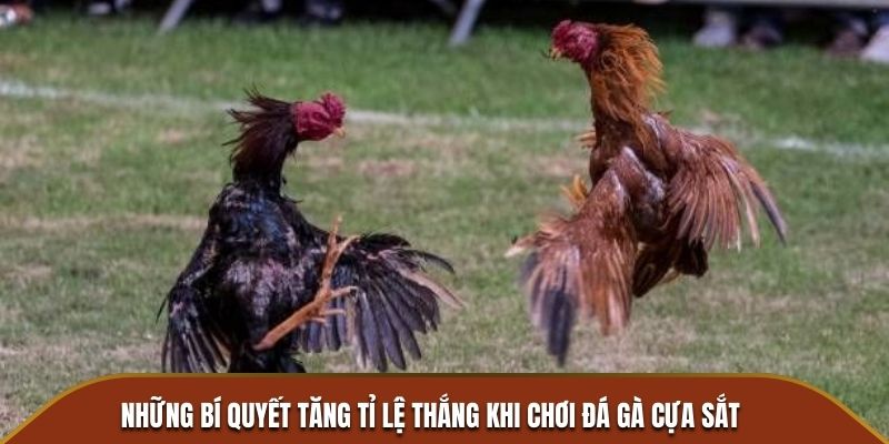 Những bí quyết tăng tỉ lệ thắng khi chơi đá gà cựa sắt