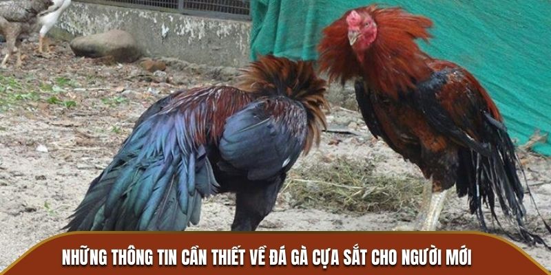 Những thông tin cần thiết về đá gà cựa sắt cho người mới