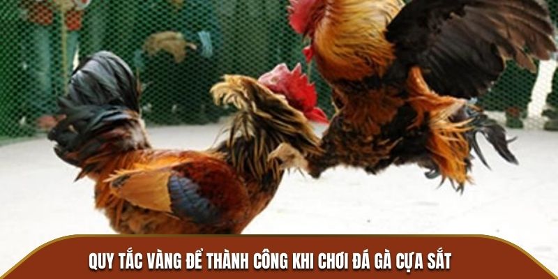 Quy tắc vàng để thành công khi chơi đá gà cựa sắt