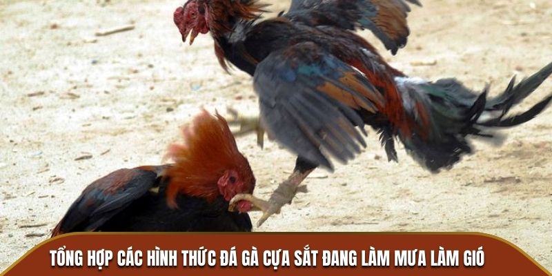 Tổng hợp các hình thức đá gà cựa sắt đang làm mưa làm gió